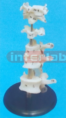 ULTRA VERTEBRAE REPRESENTATION MODEL WITH PLASTIC ROUD BASE